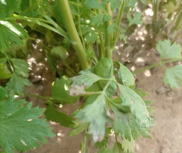 السلام عليكم ورحمة الله وبركاته سبب نشفان الأوراق السلفية في اليانسون